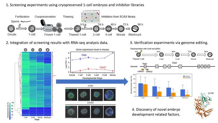 Discovery of Factors Essential for Mouse Zygote Development