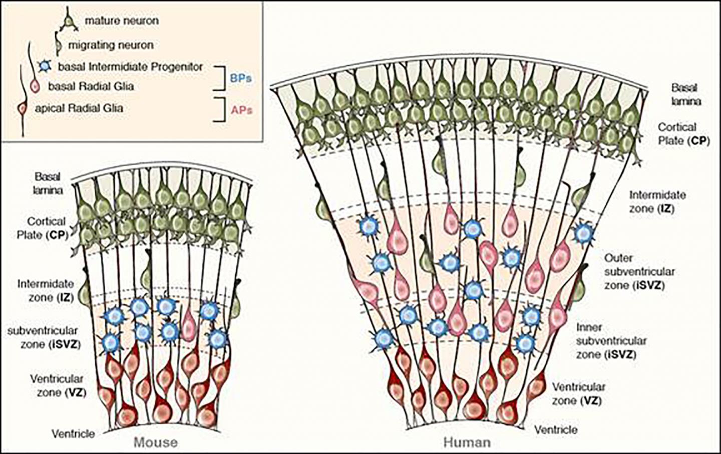 Small Mutation Contributed to Evolution of Bigger Human Brains [IMAGE ...