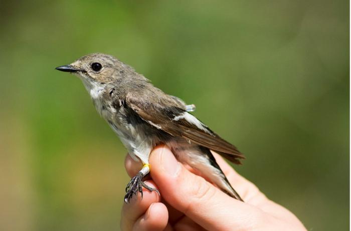 Pied flycatcher of Dutch descent in Sweden