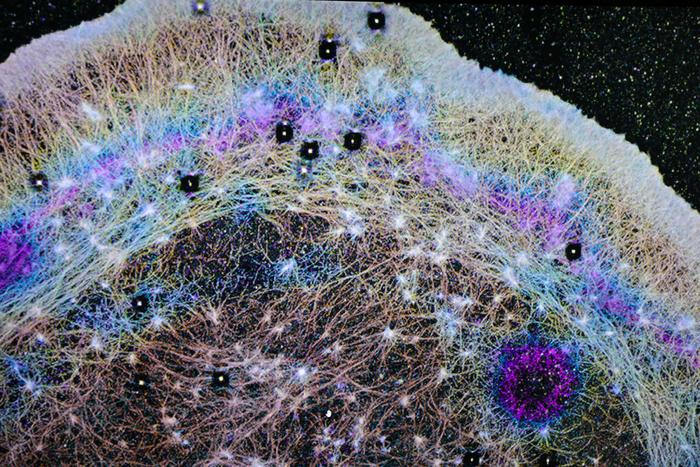 Actin proteins inside a cell