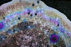 Actin proteins inside a cell