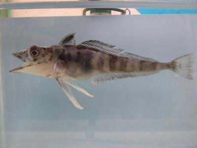 An Evolutionary Success Story