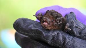 Gould's wattled bat Chalinolobus gouldi