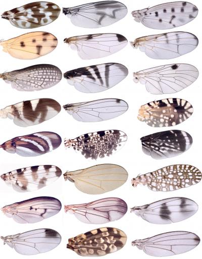 The Genetics of Fruit Fly Spots (4 of 5)