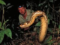 Gaboon Viper, Cameroon