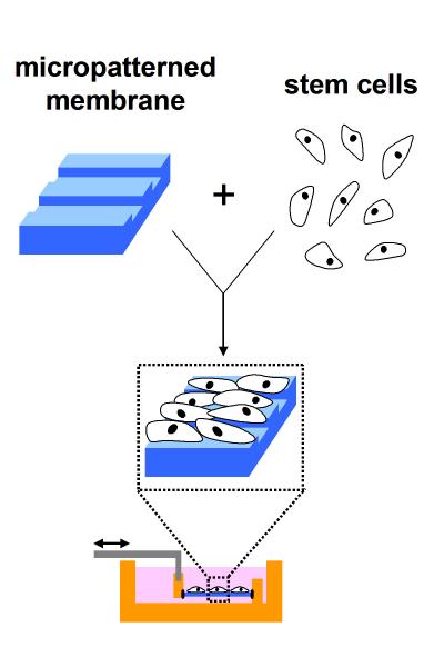 Mesenchymal Stem Cells