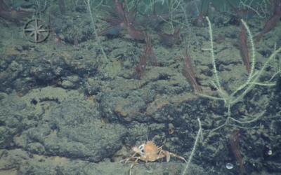 Deep-sea Coral Reefs in Mediterranean