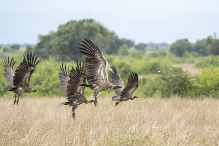 White-backed vultures commuting to a carcass together
