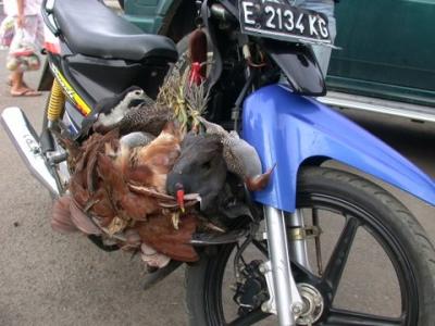 Wildlife Markets