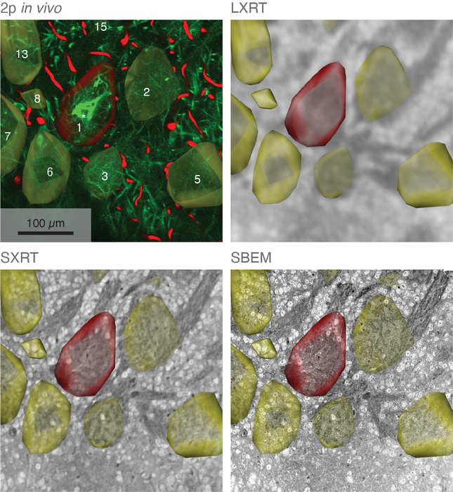 Mouse olfactory bulb glomerular layer