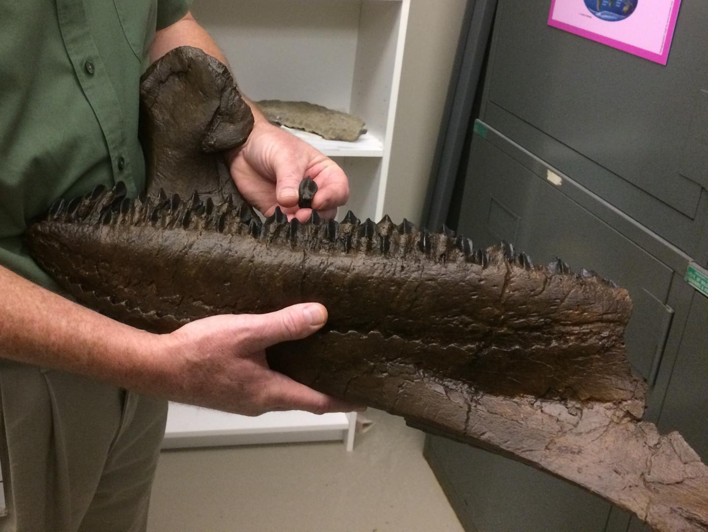 Jaw of Triceratops