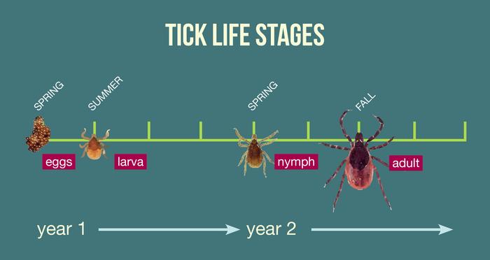 Life cycle of the blacklegged tick.