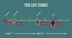 Life cycle of the blacklegged tick.