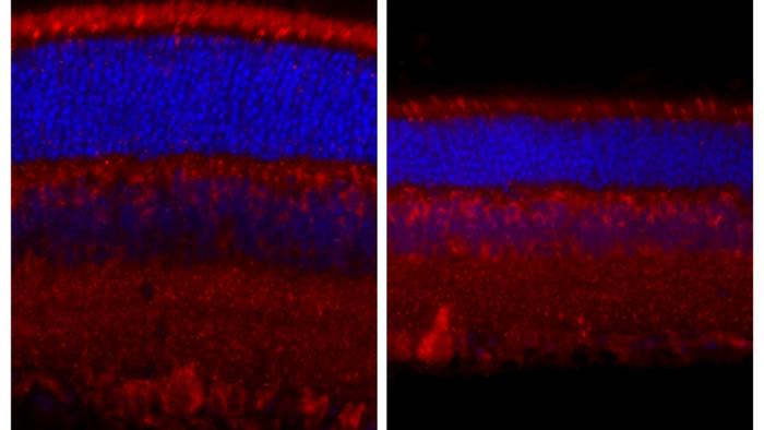 Research image