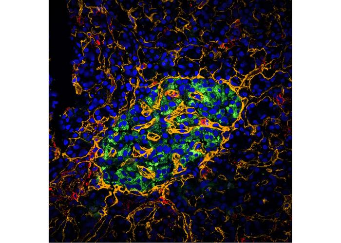 Scripps Research scientists awarded $1.1 million to advance AI modeling for HIV vaccine development
