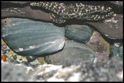 Black Abalone