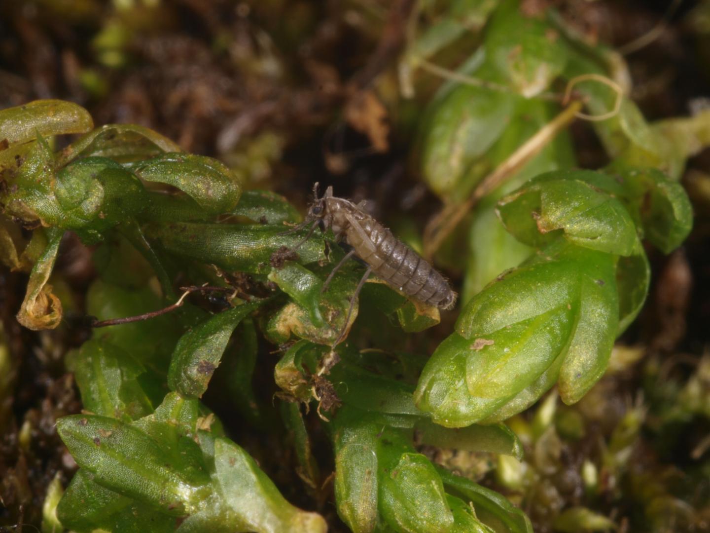 Adult <em>Eretmoptera murphyi</em>