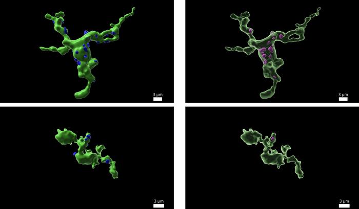 CNIO research links fertility with immune cells in the brain