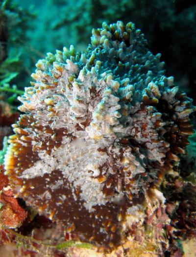 <i>Echinophyllia tarae</i> (1 of 3)