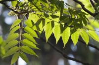 <I>Alianthus</I> Leaves