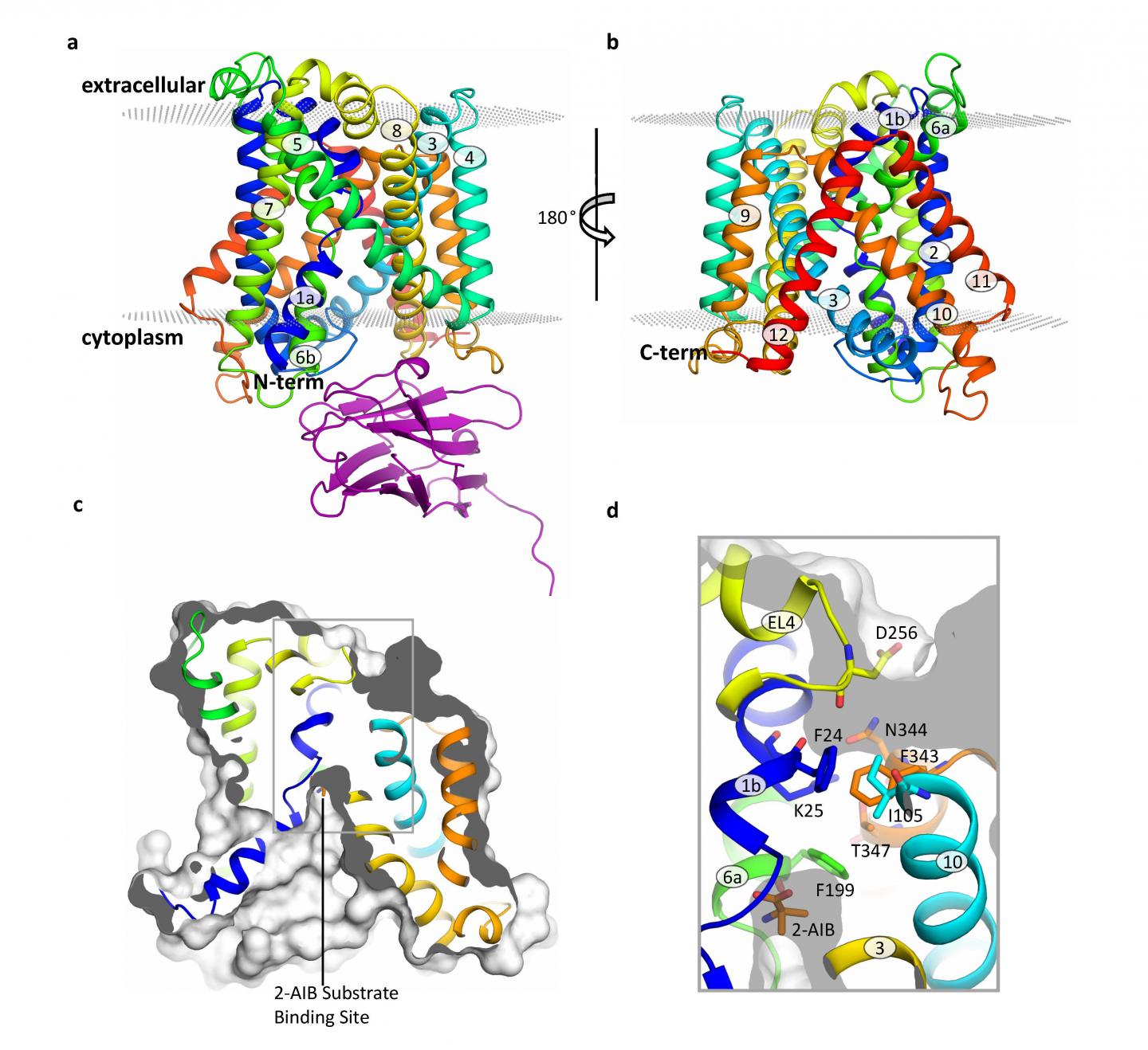 Structure of the BasC Transporter (2 of 2)