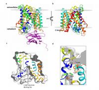 Structure of the BasC Transporter (2 of 2)