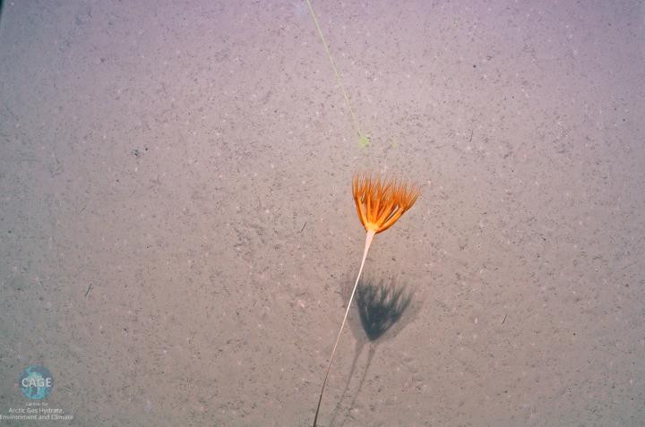 Deep Arctic Ocean Methane Seeps 2