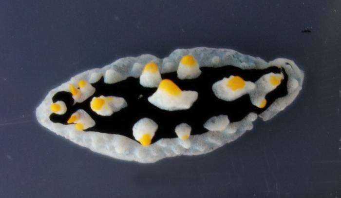 Phyllidia ovata