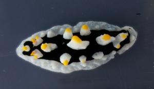 Phyllidia ovata