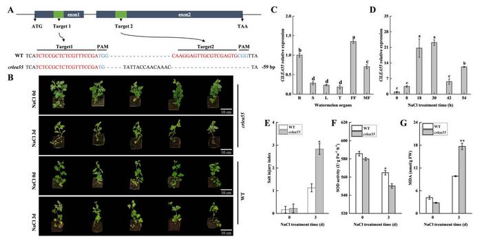 Expression analysis of ClLEA55, phenotypic and physiological analysis of ClLEA55 knockout lines under 300 mM NaCl treatment at 3 days.
