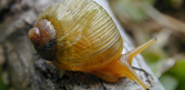 Descriptions of mollusks in the Global South are still, for the most part, the result of ‘parachute science’