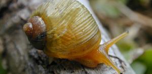 Descriptions of mollusks in the Global South are still, for the most part, the result of ‘parachute science’
