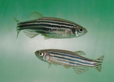 Zebrafish