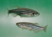 Zebrafish