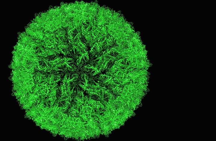 Zika Virus Protein, Protein Data Bank