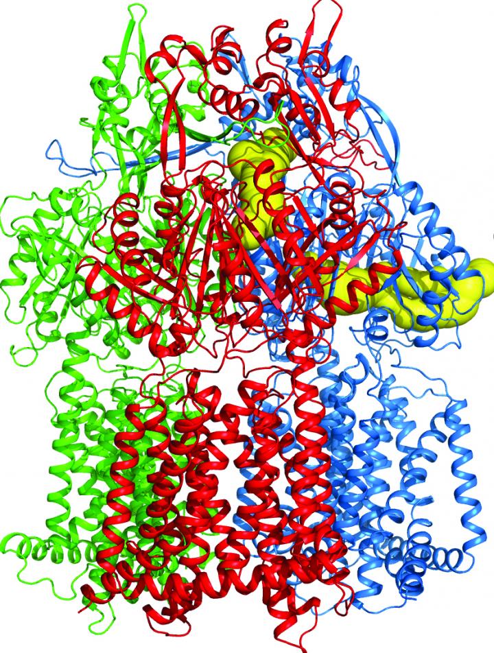 Multidrug Efflux Pump