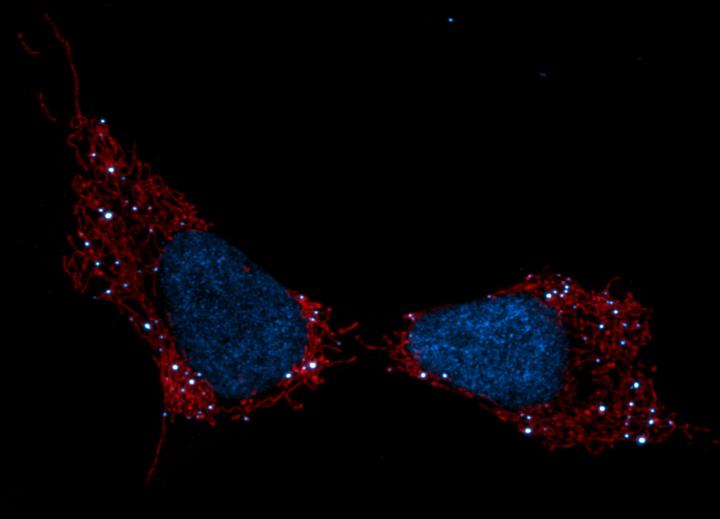 Salk Shadel Nature Met Sci Image
