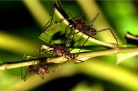 Ants