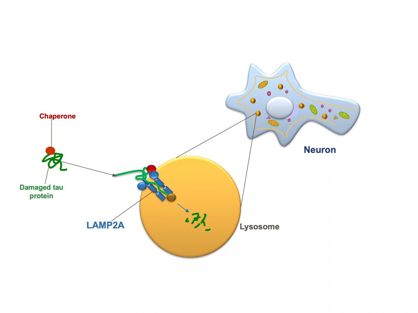 Chaperone-mediated Autophagy