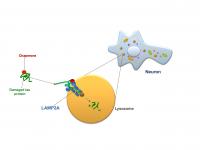 Chaperone-mediated Autophagy