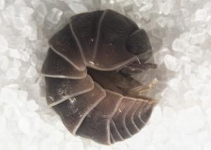 Habitus of isopods collected during aggregative behavior in Eliad.