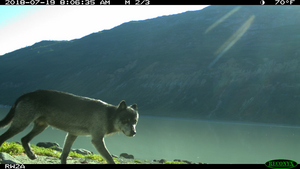 Wolf_2