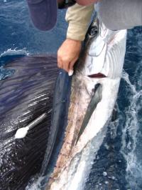 Sampling Sailfish