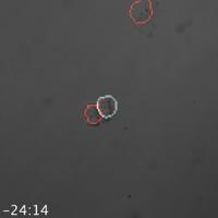 KRAB Reactivates Target Gene Activity