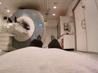 Out-Of-Body Illusion in Brain Scan