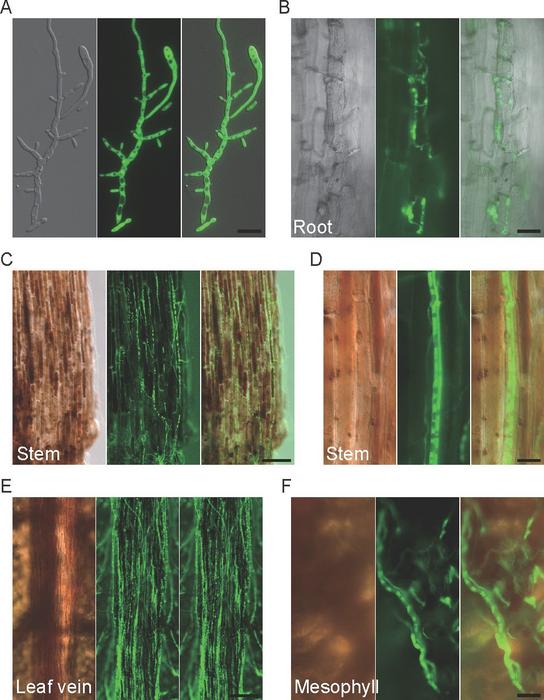 Fig. 5. Infection process of GFP-labeled Fusarium cugenangens