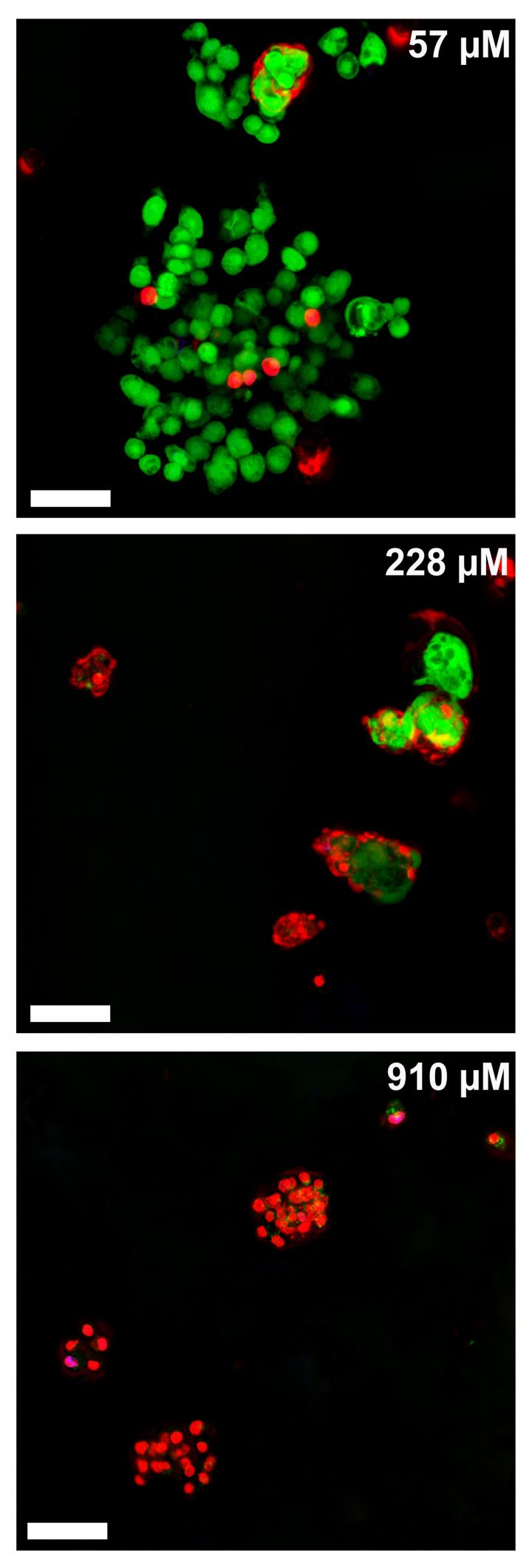 Cancer Cells React to Immunotherapy