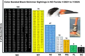 A citizen scientist’s survey provides insights into the movements of Atlantic and Gulf states’ populations of Black Skimmers (Rynchops niger)