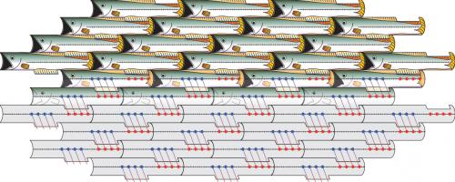 Fishes in Tesselation