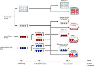 Flowchart illustrating the experimental design.